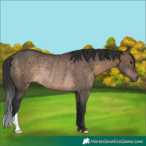 Horse Color:Brown Dun Rabicano 