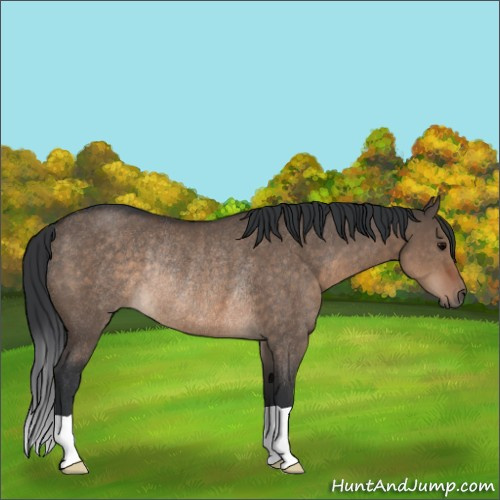 Horse Color:Brown Dun Rabicano 