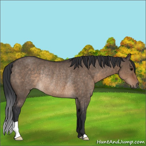 Horse Color:Brown Dun Rabicano