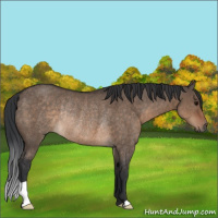 Horse Color:Brown Dun Rabicano 