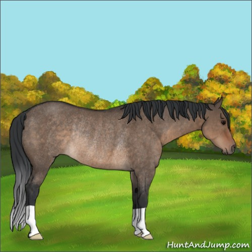 Horse Color:Brown Dun Rabicano