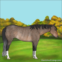 Horse Color:Brown Dun Rabicano 