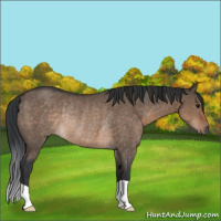 Horse Color:Brown Dun Rabicano