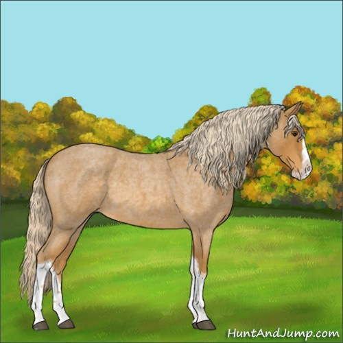 Horse Color:Palomino Roan Splash Tobiano 