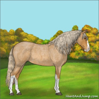 Horse Color:Palomino Roan Splash Tobiano 