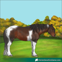 Horse Color:Liver Chestnut Tobiano 