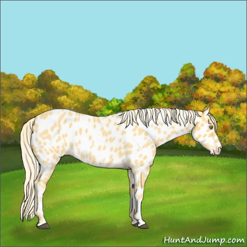 Horse Color:Palomino Roan Appaloosa  and Palomino Roan Appaloosa 