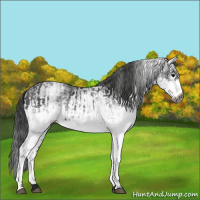 Horse Color:Gray White Spotted Black  and Gray White Spotted Black 