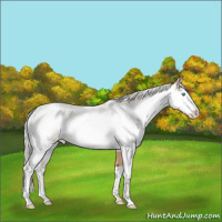 Horse Color:Silver Buckskin Pearl Sabino 