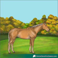 Horse Color:Palomino 