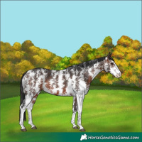 Horse Color:Brown Sabino
