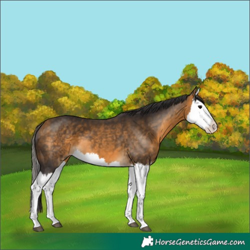 Horse Color:Buckskin Splash 