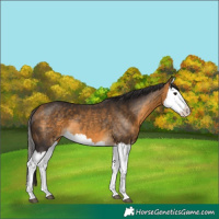 Horse Color:Buckskin Splash 