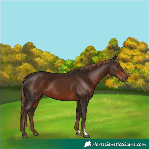 Horse Color:Liver Chestnut 