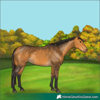 Horse Color:Buckskin 