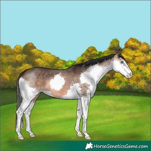 Horse Color:Brown Dun Splash 
