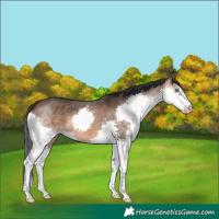 Horse Color:Brown Dun Splash