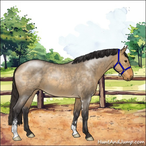 Horse Color:Buckskin Roan Dun Sabino