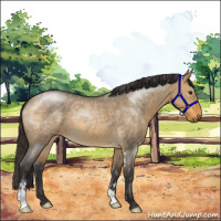 Horse Color:Buckskin Roan Dun Sabino 