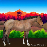 Horse Color:Buckskin Roan 