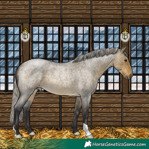 Horse Color:Silver Buckskin Roan Dun 