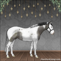 Horse Color:Grullo Splash Tobiano Rabicano 