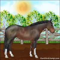 Horse Color:Brown 