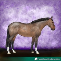 Horse Color:Brown Dun
