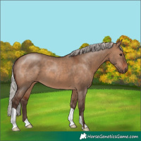 Horse Color:Silver Brown Dun 