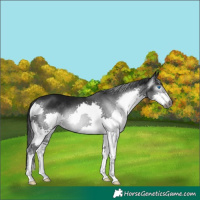Horse Color:Gray Black Splash 
