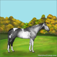 Horse Color:Gray Black Tobiano 