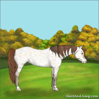 Horse Color:Amber Champagne Roan Dun Near Leopard 