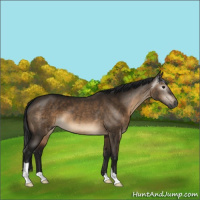 Horse Color:Gray Brown Dun 