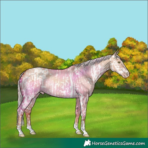 Horse Color:Amber Champagne Dun Splash Near Fewspot and Silver Sable Champagne Dun