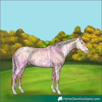 Horse Color:Amber Champagne Dun Splash Appaloosa and Silver Sable Champagne Dun