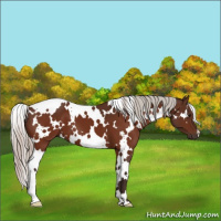 Horse Color:White Spotted Silver Brown