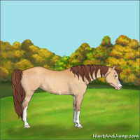Horse Color:White Spotted Chocolate Sable Cream Champagne