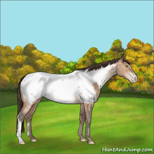 Horse Color:Amber Champagne Near Fewspot 