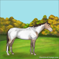 Horse Color:Amber Champagne Appaloosa 
