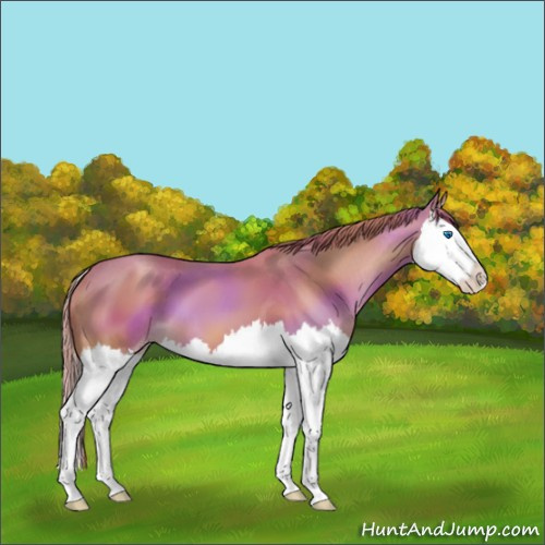 Horse Color:Gold Champagne Splash 