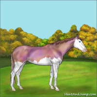Horse Color:Gold Champagne Splash
