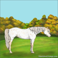 Horse Color:Gold Cream Champagne Mushroom Sabino Appaloosa 