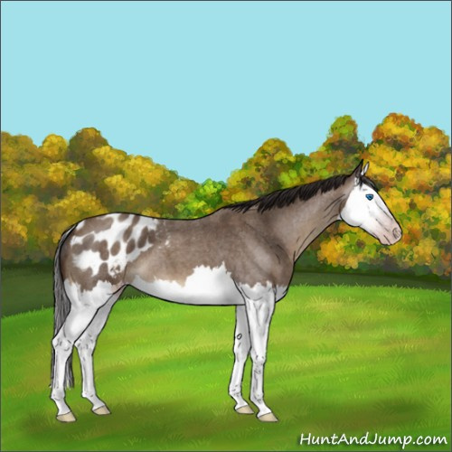 Horse Color:Gray Classic Champagne Roan Splash Blanket 