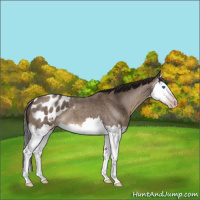 Horse Color:Gray Classic Champagne Roan Splash Appaloosa