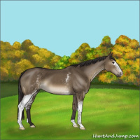 Horse Color:White Spotted Smoky Grullo 