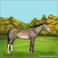 Horse Color:Gray Sable Champagne Dun 