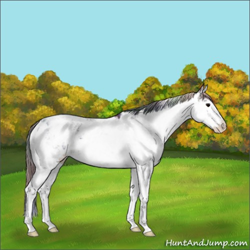 Horse Color:Nacre Brown Sabino Near Leopard 