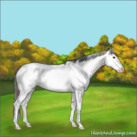 Horse Color:Nacre Brown Sabino Near Leopard 