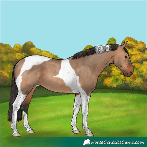 Horse Color:Bay Dun Tobiano Rabicano 