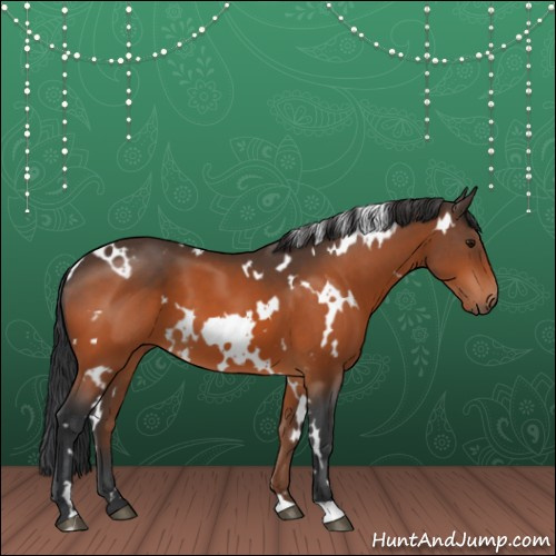 Horse Color:White Spotted Bay 